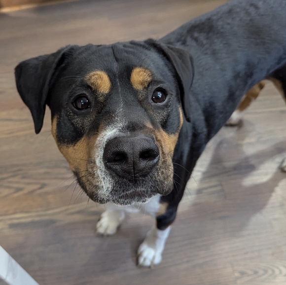 Betsey Johnson Open Heart Earrings - Picture 6 of 6